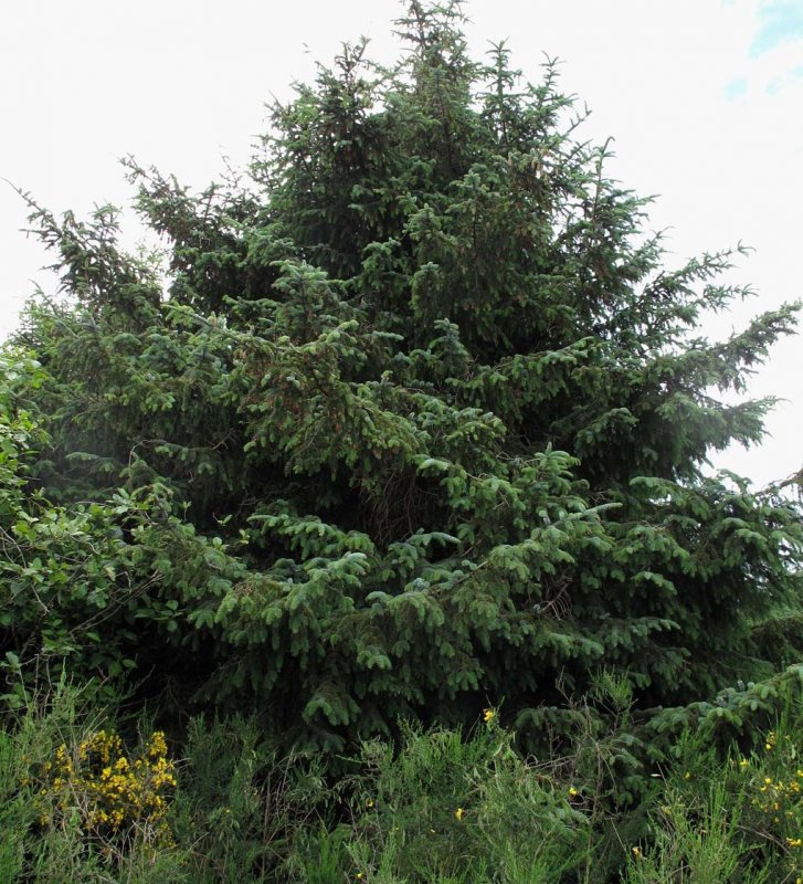 Picea omorika Nana