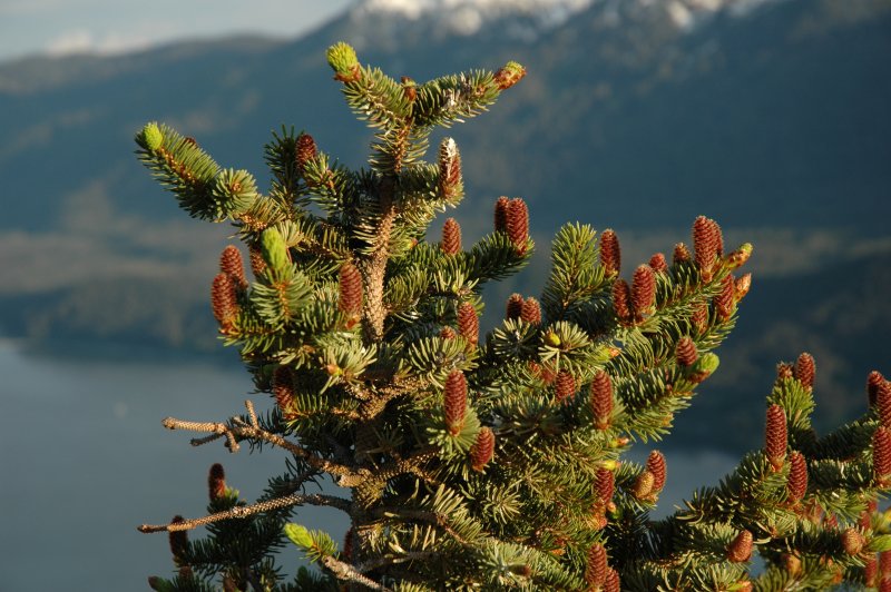 Picea sitchensis 'midget'