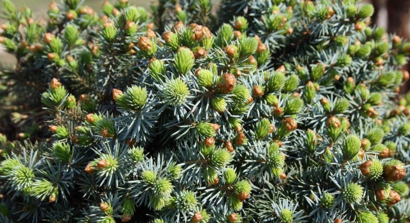 Picea sitchensis 'Pévé Wiesje'