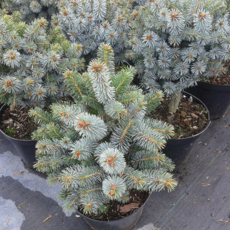 Ель ситхинская Нана Picea sitchensis Nana
