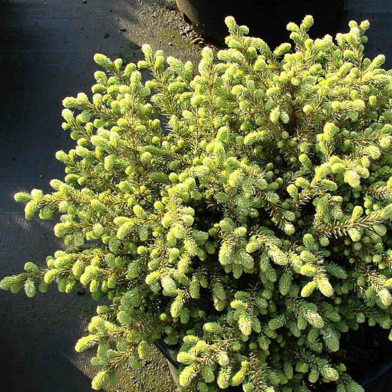 Ель ситхинская Silberzwerg Picea sitchensis Silberzwerg