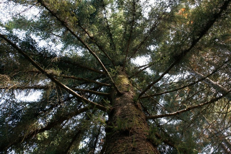Ель ситхинская (Picea sitchensis p9)