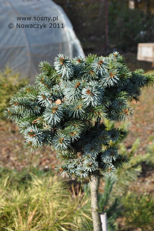 Ель ситхинская (Picea sitchensis p9)