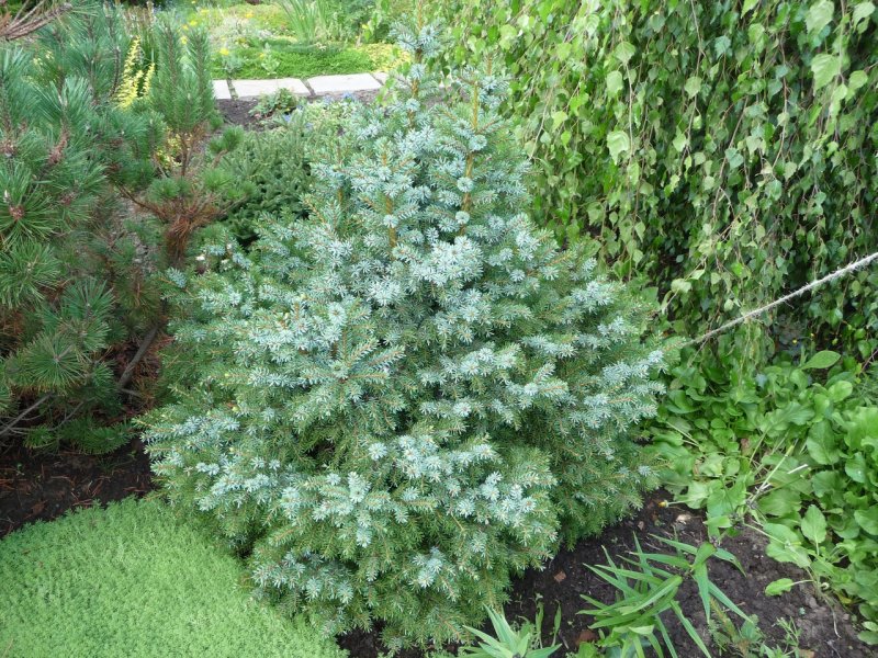 Ель ситхинская (Picea sitchensis p9)