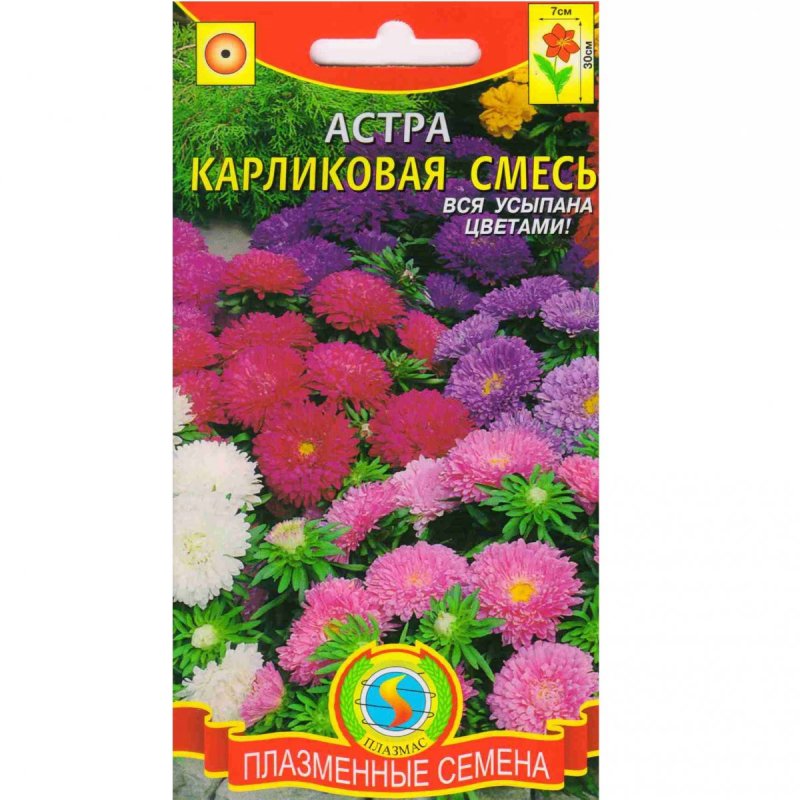 Красивые цветы долгоцветущие