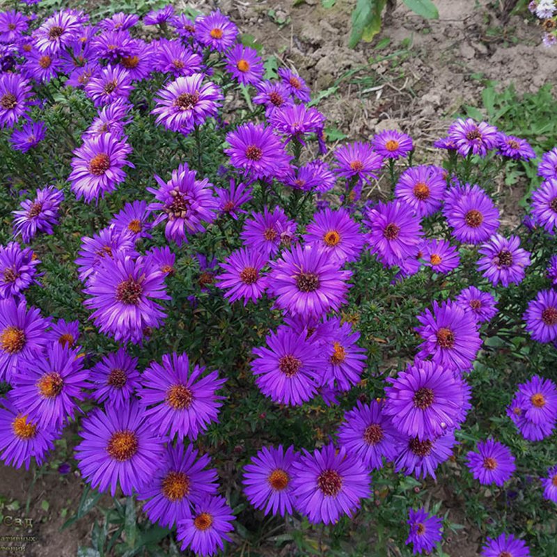 Астра Альпийская (Aster Alpinus) ‘Glory’