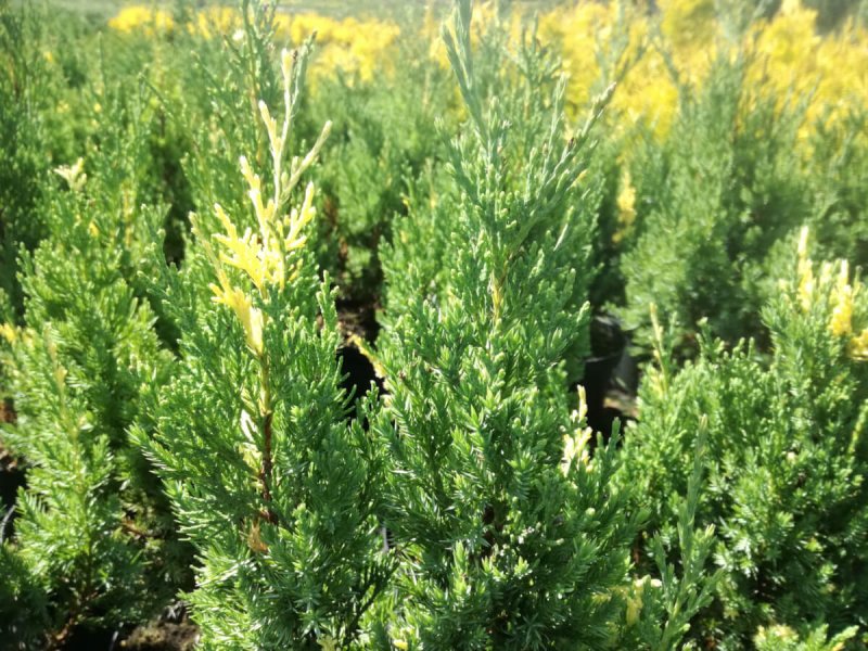Juniperus chinensis stricta variegata