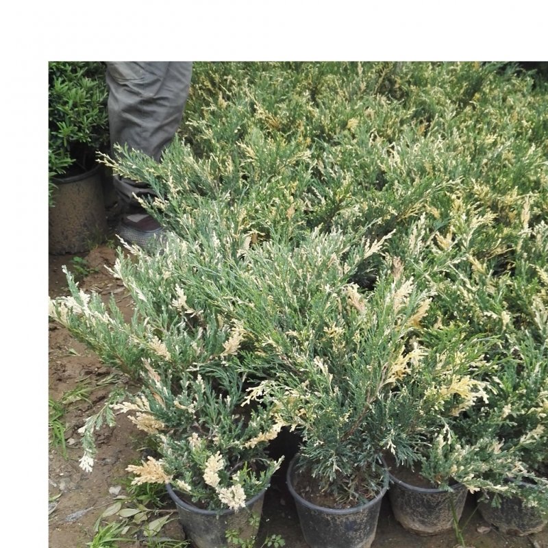 Можжевельник китайский Kaizuka variegata