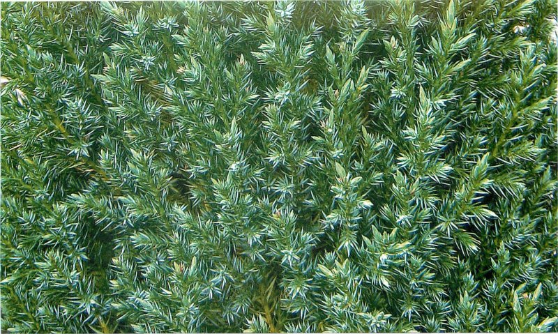 Можжевельник Sabina variegata
