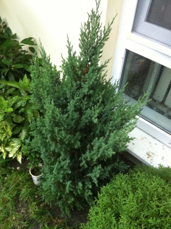 Juniperus chinensis (можжевельник китайский) 'Plumosa'