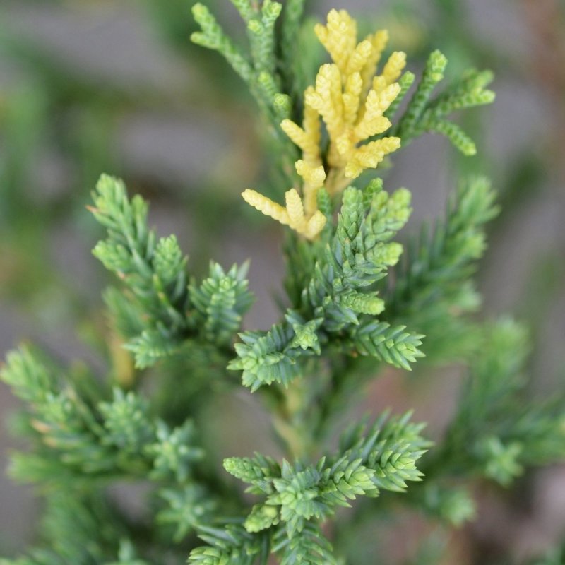 Juniperus chinensis stricta variegata