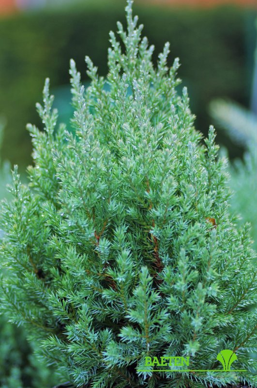 Можжевельник казацкий variegata
