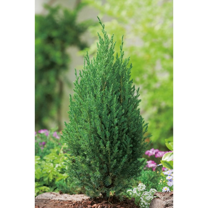 Можжевельник chinensis Kaizuka
