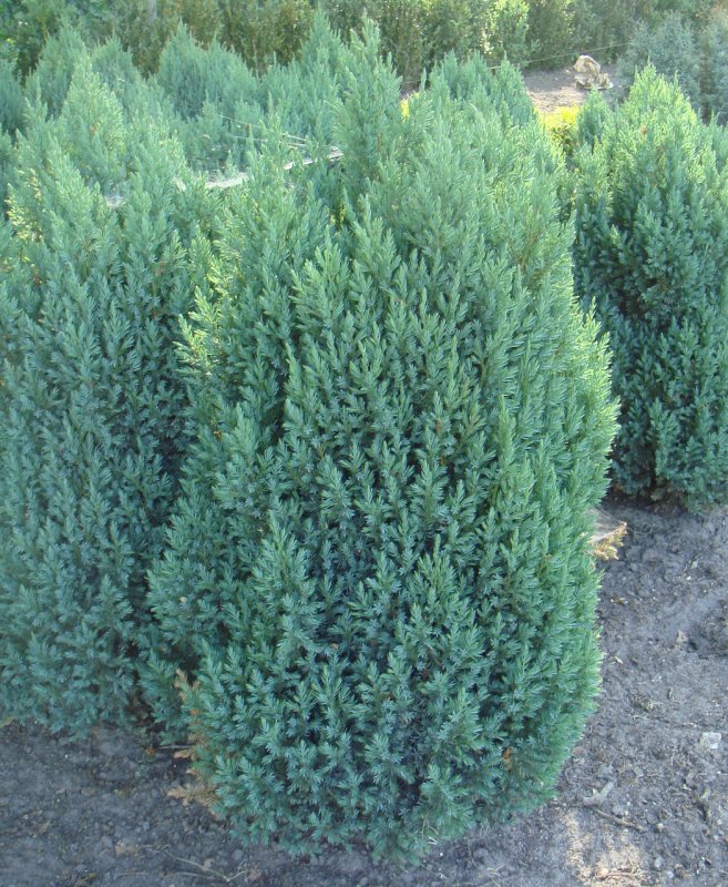 Juniperus chinensis 'Kaizuka variegata'