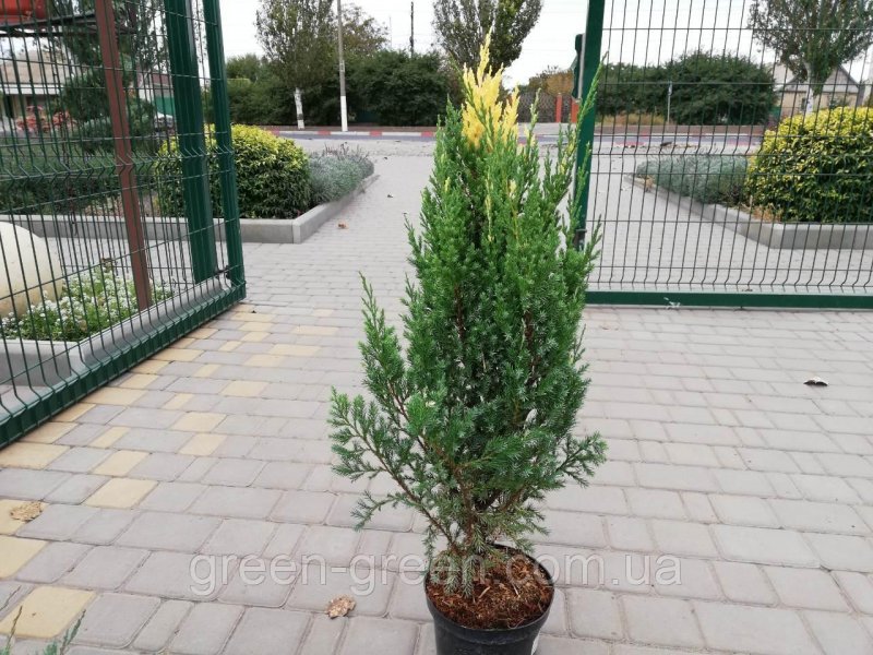 Можжевельник chinensis Blaauw