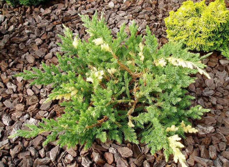 Можжевельник китайский Juniperus chinensis stricta