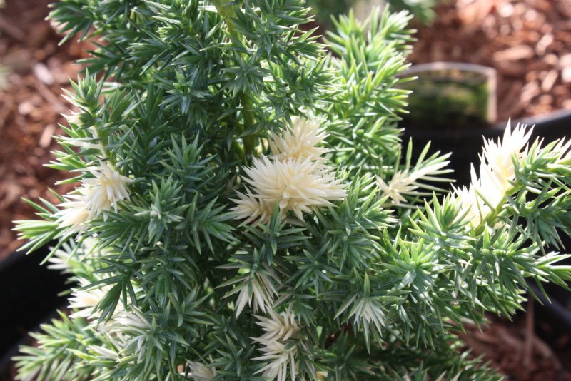 Можжевельник казацкий variegata