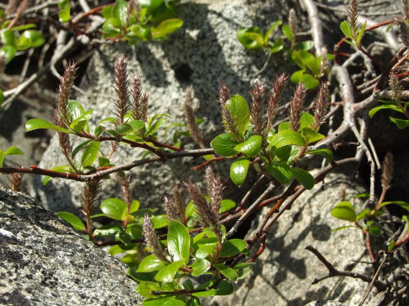 Salix crassijulis