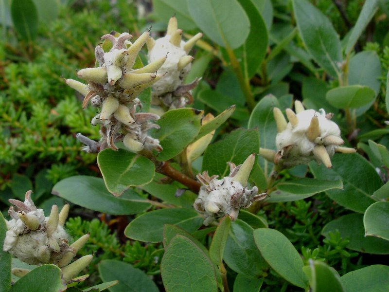 Salix hylematica Ива хилематика