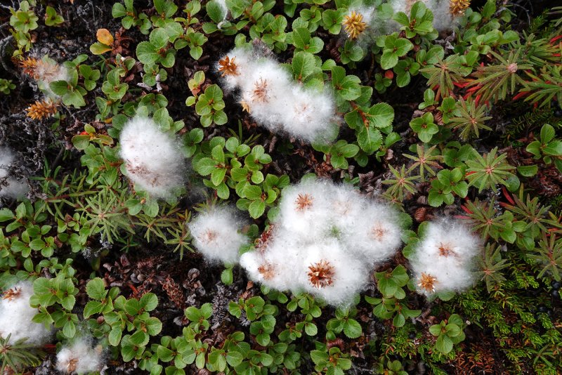 Salix serpyllifolia