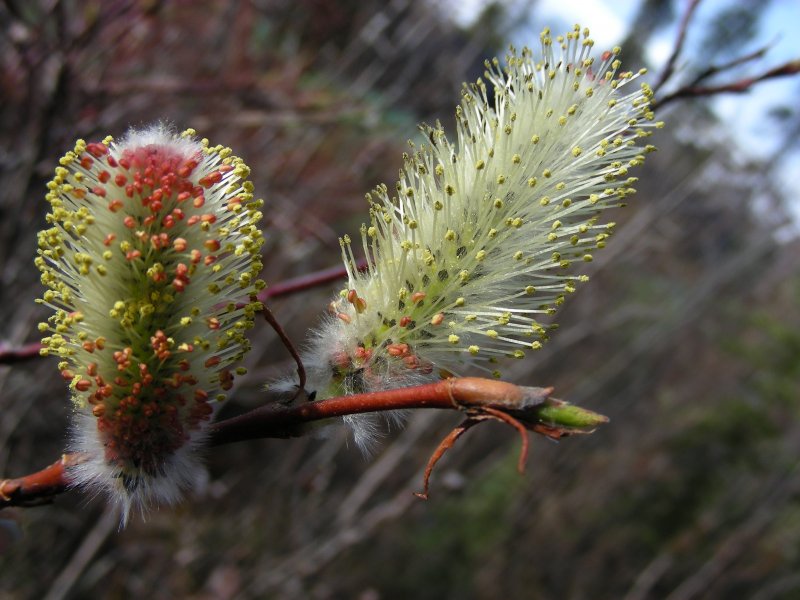 Ива американская (Salix Americana)