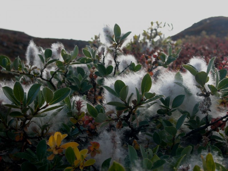 Salix glauca l