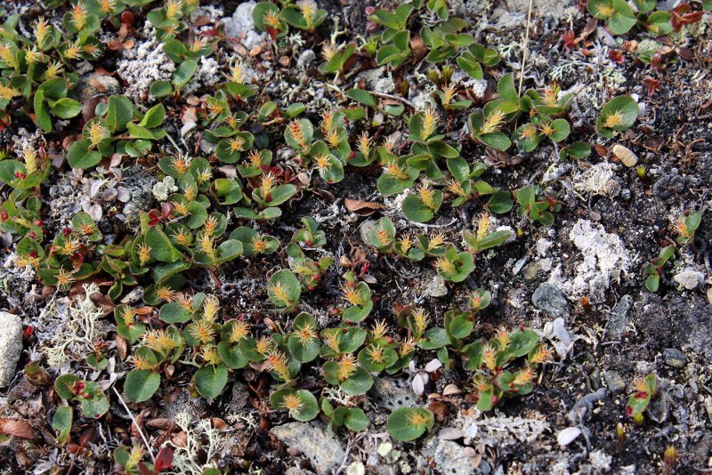 Карликовая Ива, Salix herbacea