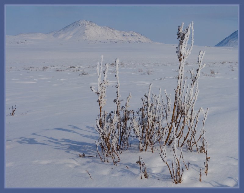 Карликовая берёза Арктическая пустыня