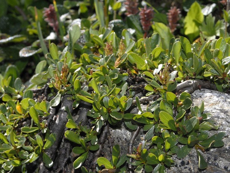 Salix Ретуса