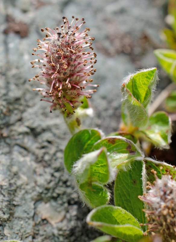 Salix saxatilis