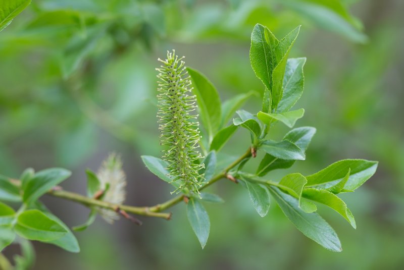 Ива курильская Salix kurilensis