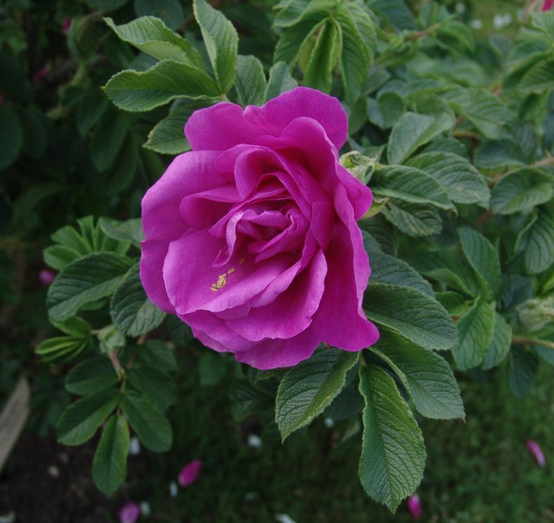 Роза морщинистая Rosa rugosa