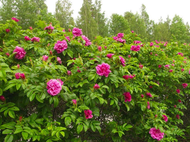 Роза морщинистая Rosa rugosa