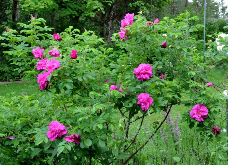 Роза rugosa Hansa