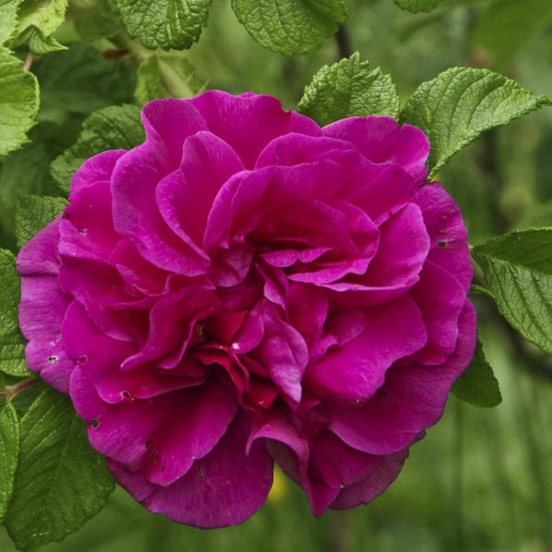 Rosa rugosa Hansa роза