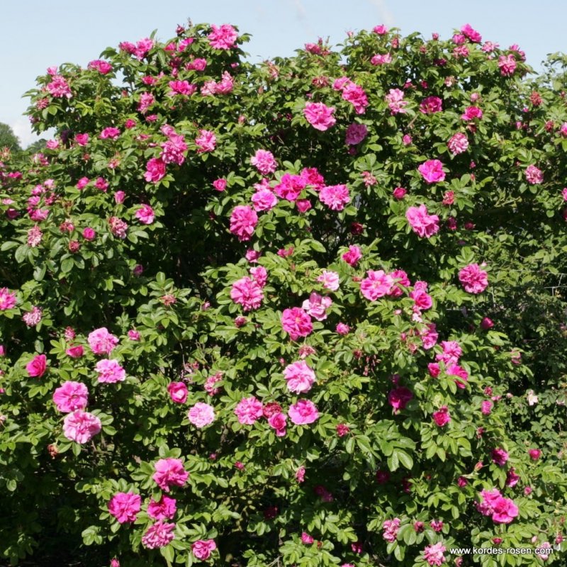 Роза морщинистая Rosa rugosa