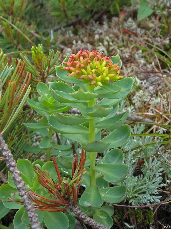 Родиола розовая Rhodiola rosea