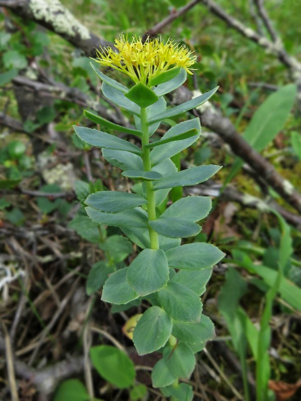 Rhodiola rosea l. (родиола розовая) Ямал
