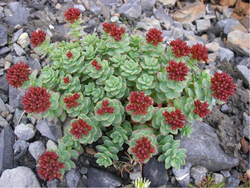Родиола розовая Rhodiola rosea