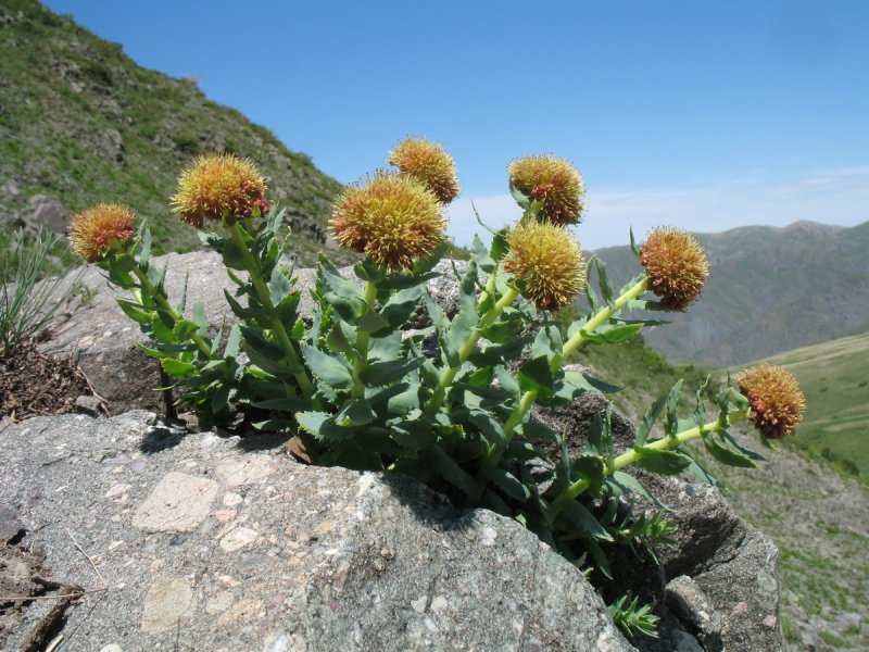 Rhodiola henryi
