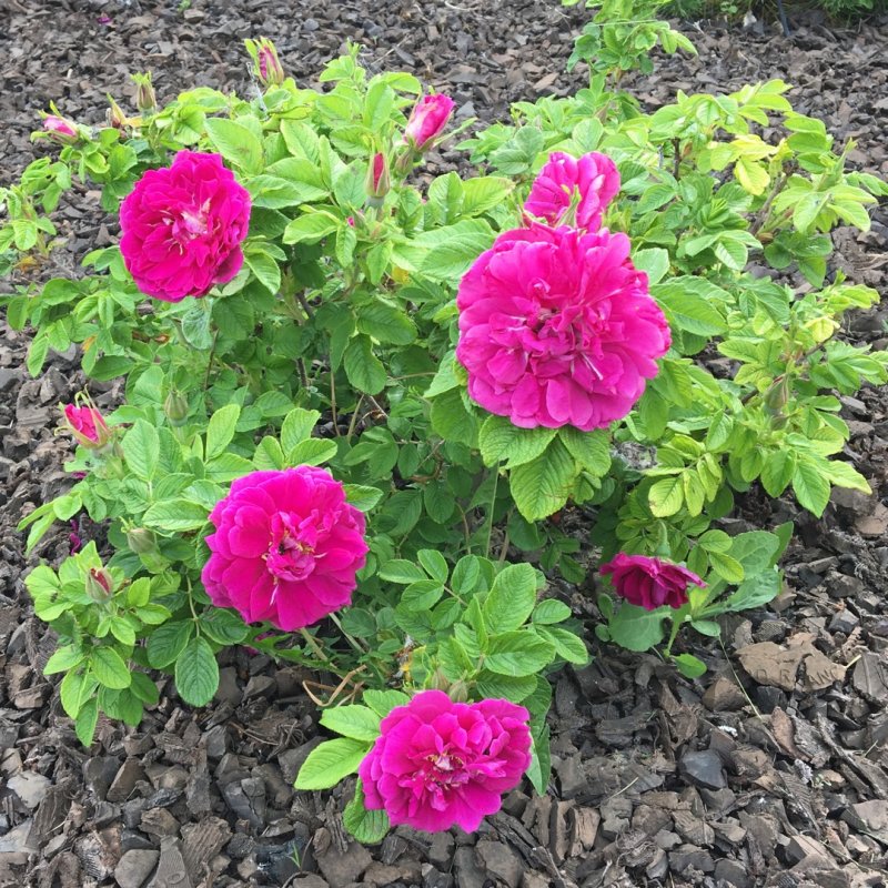 Роза rugosa Hansa