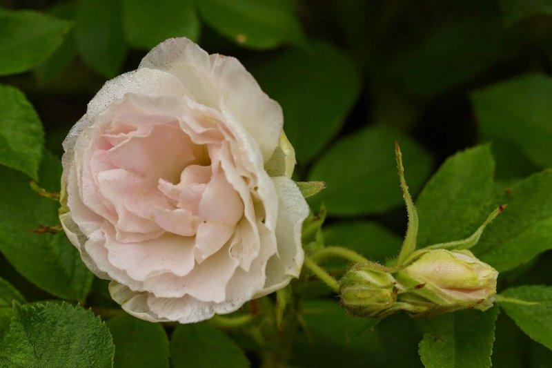 Роза Blanc Double de Coubert (Парковая)(Rosa Blanc Double de Coubert (RR))