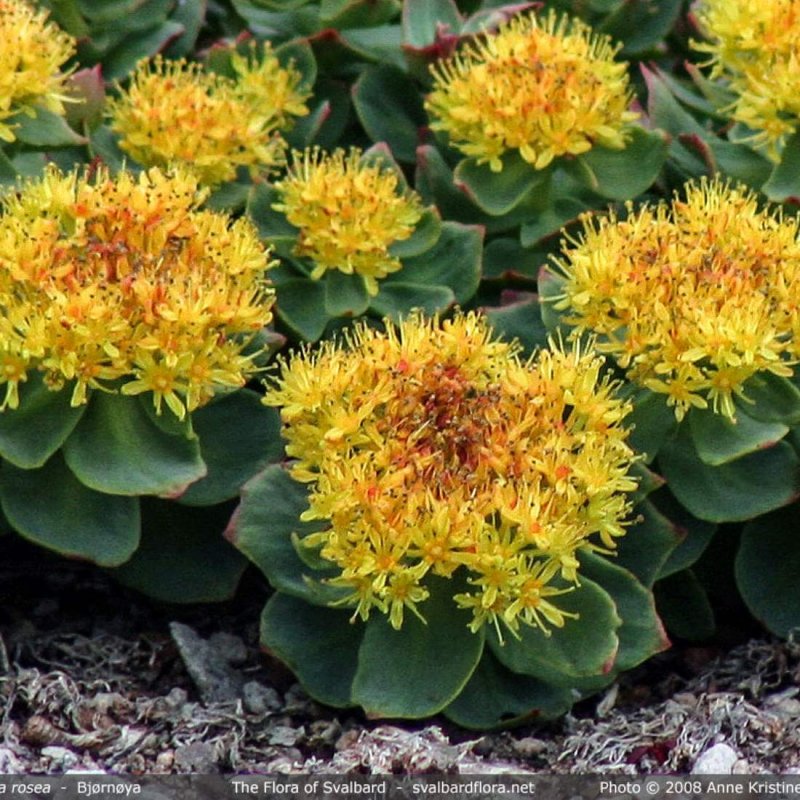Золотой корень Rhodiola rosea
