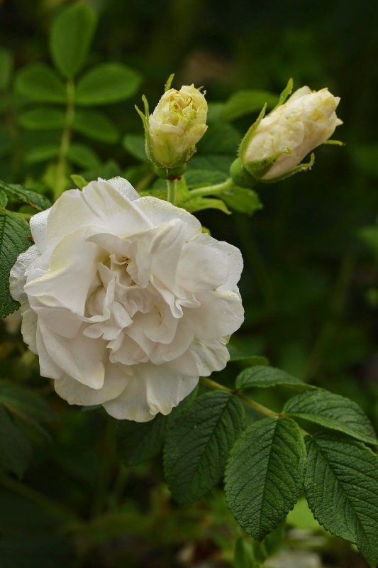 Роза морщинистая Rosa rugosa