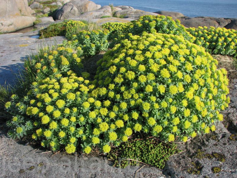 Родиола розовая Rhodiola rosea