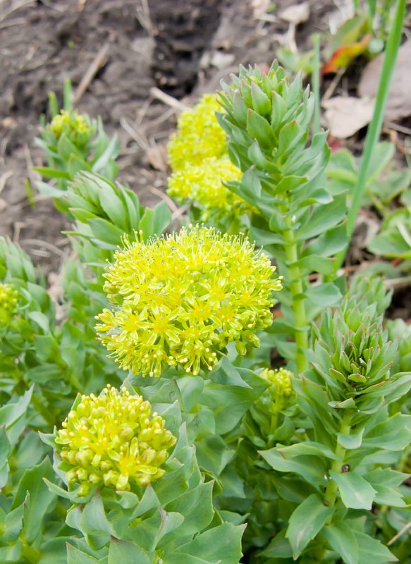 Родиола розовая (Rhodíola rósea)