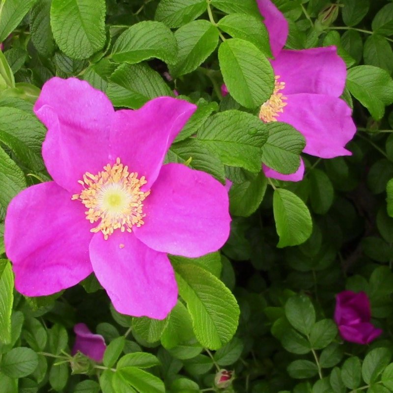 Роза rugosa (сорт 'Pivoine')