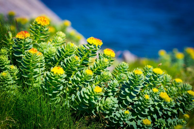 Золотой корень Rhodiola rosea