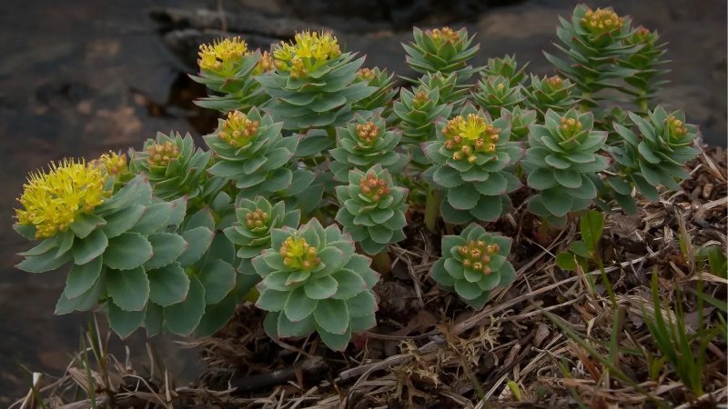 Золотой корень Rhodiola rosea