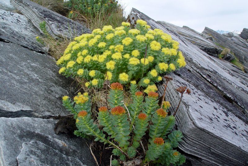 Родиола иремельская (Rhodiola iremelica)